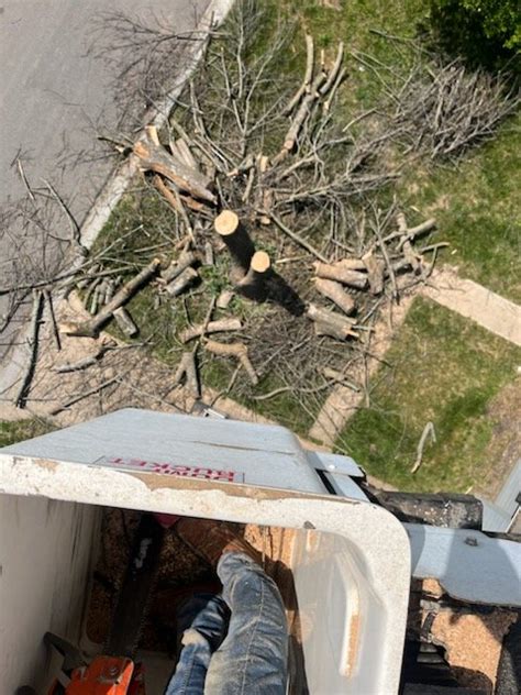 how much does it cost to remove a dead tree