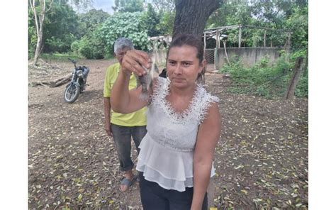 Mefcca Promueve La Reproducci N De Tilapias En Ciudad Sandino