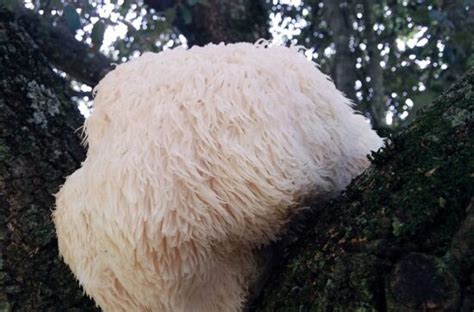 Tesoros Naturales Todo Lo Que Debes Saber Sobre El Hongo Melena De