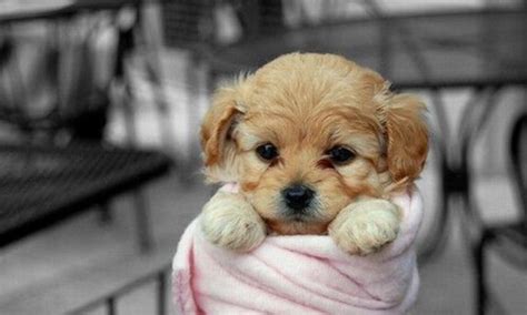 17 Deliciously Cute Pups In A Blanket The Barkpost