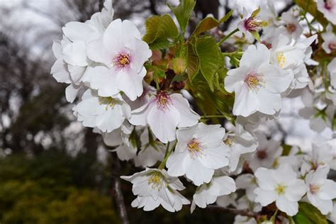 オオシマザクラ（大島桜） 庭木図鑑 植木ペディア