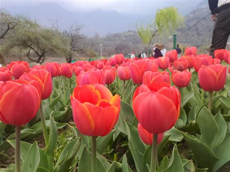 Tulip Garden Records Highest Ever Tourist Footfall This Season The