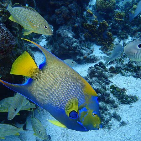 Palancar Reef (Cozumel) - All You Need to Know BEFORE You Go - updated ...