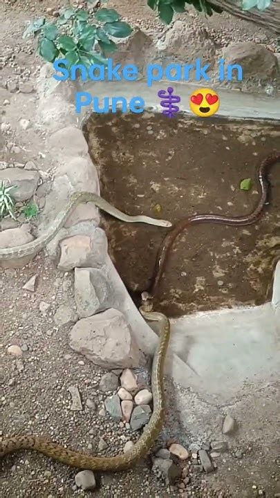 🐍साँप🐍 🐍 🐍 Big Snakes Everywhere At Snake Park Pune Shorts Animals