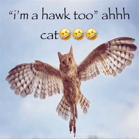 Im A Hawk Too Ahhh Cat Meme – Im a hawk too ahhh cat – Löydä ja jaa GIFejä