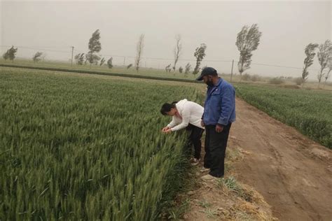 合黎镇：多措并举促丰收 筑牢粮食安全“压舱石” 高台县人民政府门户网站