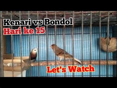 Proses Penjodohan Burung Kenari Dengan Bondol Hari Ke 15 YouTube