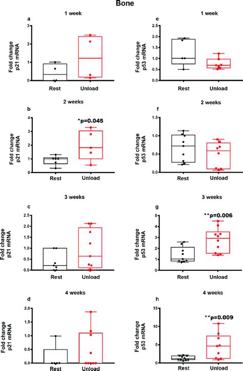 P21 And P53 Mrna Expression In Cortical Bone Under Unloading Condition Download Scientific