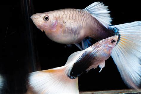 Can Guppies And Mollies Crossbreed And How To Breed The Two Pet