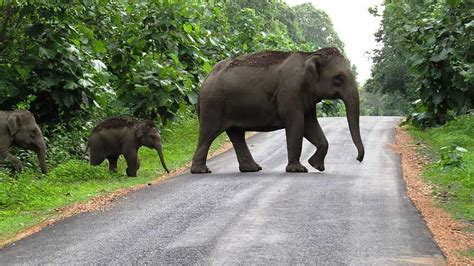 12 Elephant Sanctuaries In India Interacting With Elephants