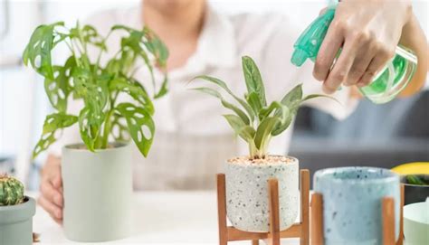 Qual O Melhor Horário Para Regar As Plantas Descubra