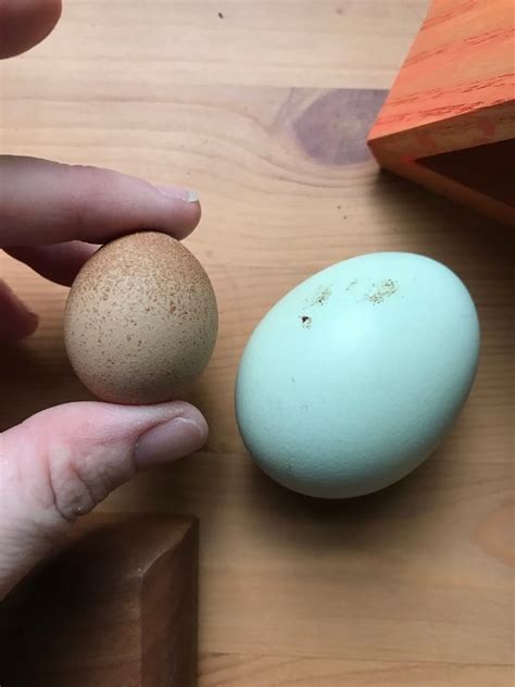 Help My Hen Laid A Weird Egg Backyard Chicken Project