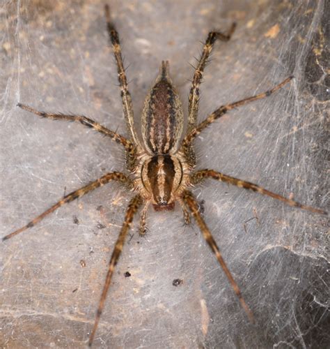 Funnel Web Spider Agelenopsis Bugguidenet