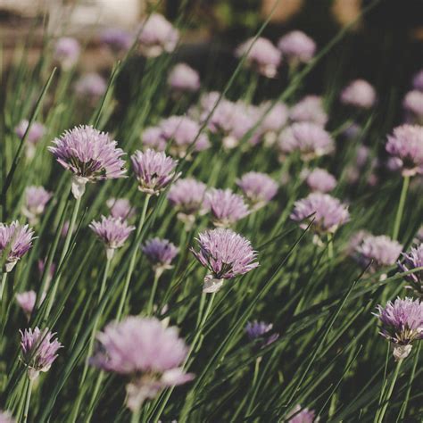 small garden wonders top perennial plants  limited space landscapes