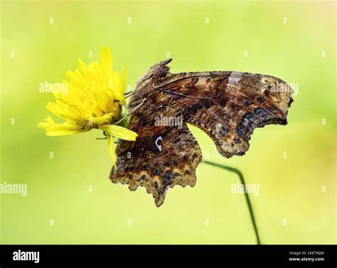 Commas Butterfly Hi Res Stock Photography And Images Alamy