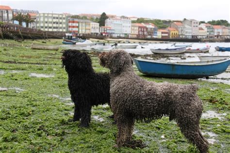 Cómo bañar a un perro de agua Vimar Alfambra