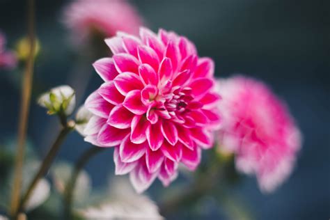 Dahlia Trials National Dahlia Society