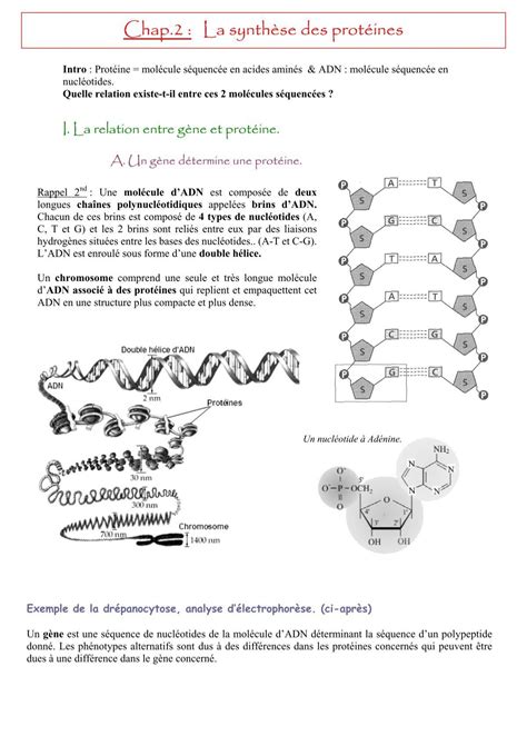 Chap La Synth Se Des Prot Ines Sos Svt Cours Svt