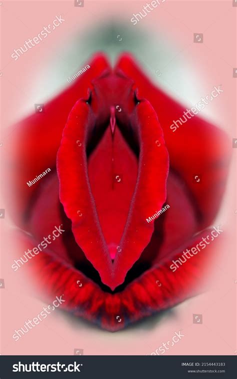 Sex Pussy Vulva Clitoris Vagina Orgasm Stock Photo