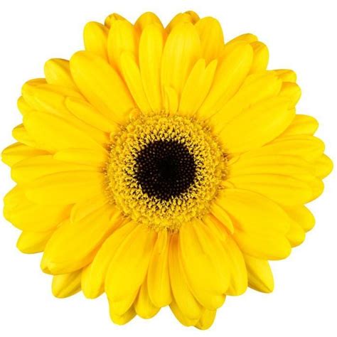 Yellow Gerbera Flower At Rs 2500piece Gerbera Flower In Lucknow Id