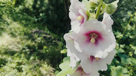 Beautiful Purple Flowers in Nature 41481806 Stock Video at Vecteezy