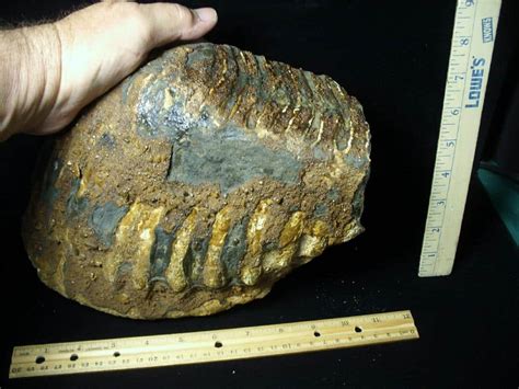 Fossilized Mammoth Molar 062123n The Stones Bones Collection