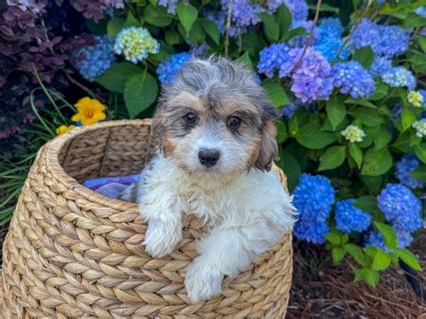 Cavachon Puppies For Sale | Charlotte, NC - Charlotte Dog Club