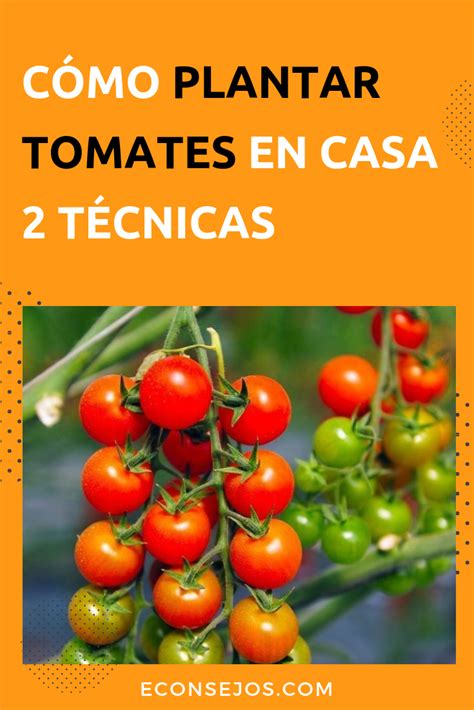 Cómo plantar tomates pasos para hacer en un huerto y en una maceta