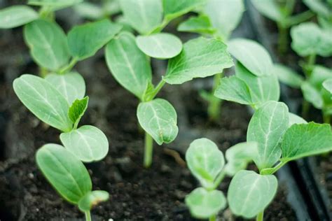 How To Care For Seedlings Growing Healthy Seedlings Minneopa Orchards