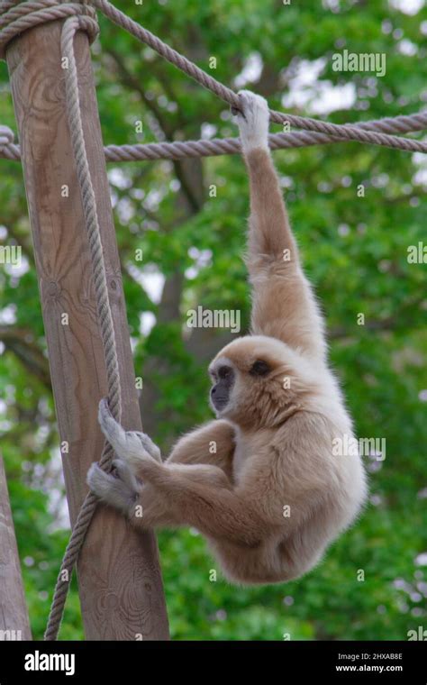 Monkey Playing In The Trees In A Zoo Stock Photo Alamy