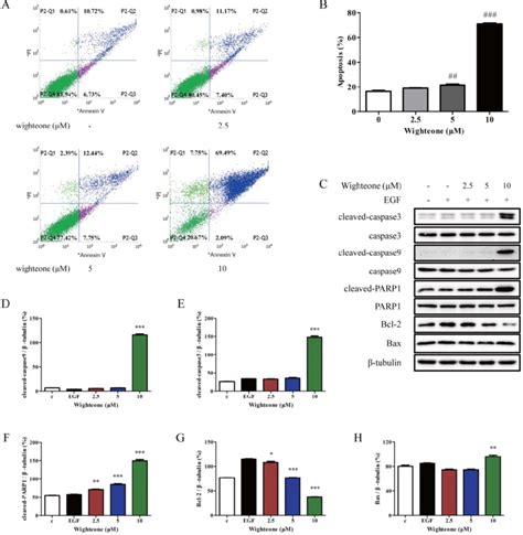 Wighteone Induces Cell Apoptosis In Nci H1975 Cells A Flow Cytometry