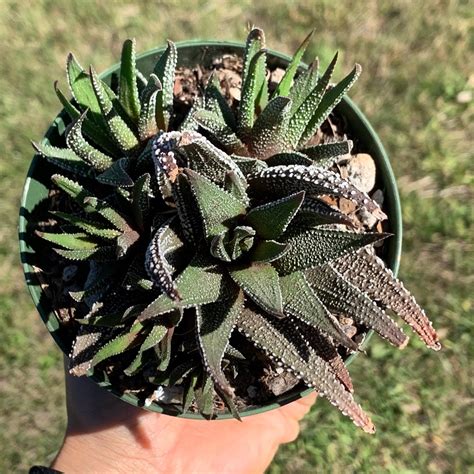 Haworthia Attenuata Concolor With Pups Succulent Etsy