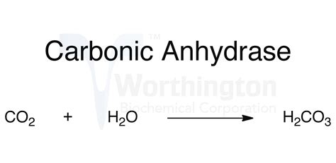 Carbonic Anhydrase Worthington Enzyme Manual