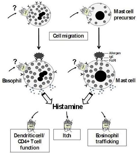 Basophil Mast Cell