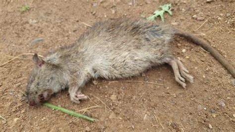 "Dead Rat" Images – Browse 167 Stock Photos, Vectors, and Video | Adobe Stock