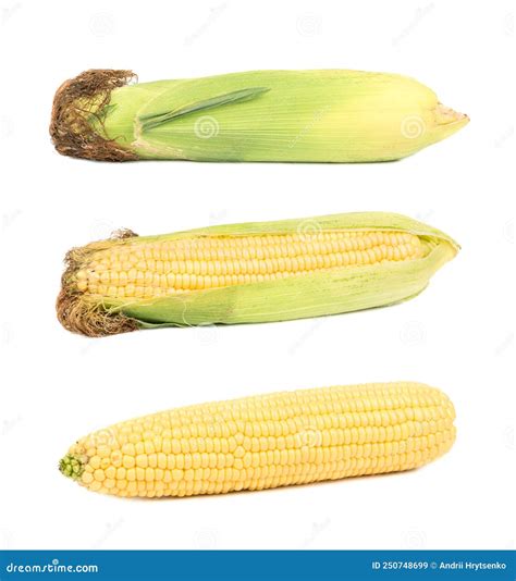 Corn Isolate Set Stock Image Image Of Husk Heap Bunch 250748699