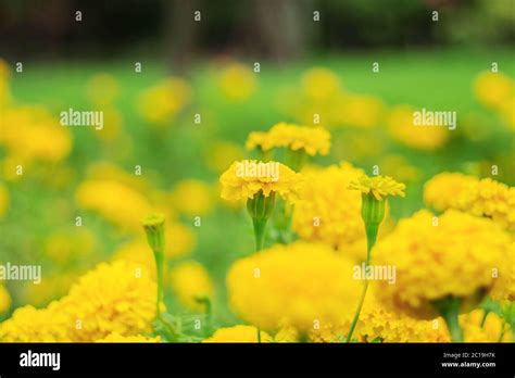 marigold in garden Stock Photo - Alamy