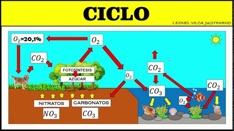 Ciclo Del Oxigeno Dibujo