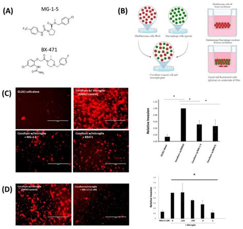 Ijms Free Full Text The Chemokine Receptor Ccr1 Mediates Microglia