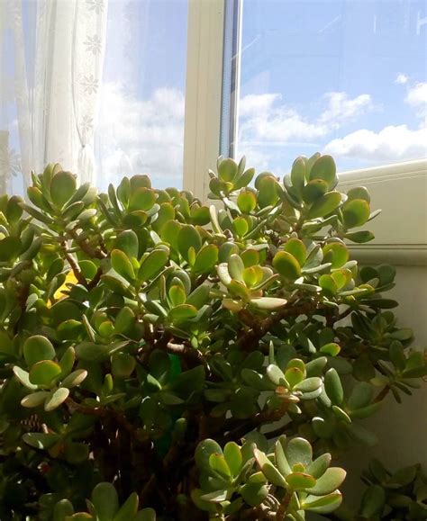 C Mo Cuidar De La Planta Jade En Interiores Succulent Avenue