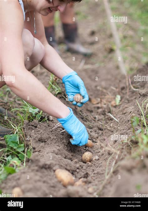 harvesting potatoes. Season. A close up Stock Photo - Alamy