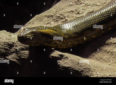 Green anaconda eyes hi-res stock photography and images - Alamy