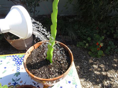 Propagating Dragon Fruit From Cuttings Gardenerd