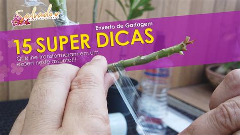 15 super dicas para você fazer enxerto de garfagem em suas Rosas do