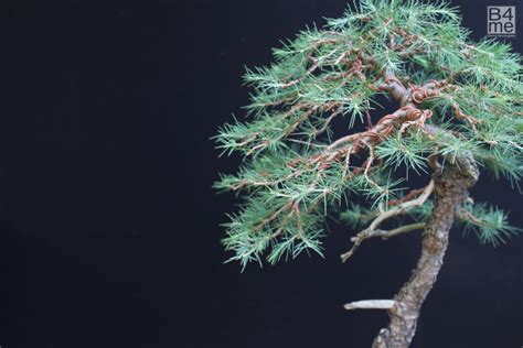 Cedrus/ Cedar Bonsai – Bonsai4Me