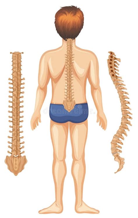 Anatomia Della Colonna Vertebrale O Delle Curve Spinale Infografica