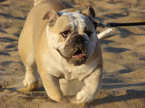 Cute Bulldogs