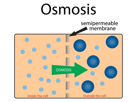 Osmosis — Lesson Science Cbse Class 9