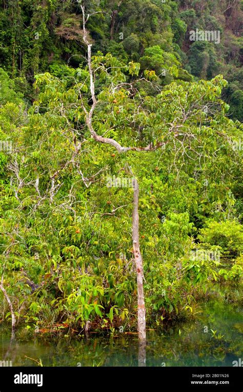 Thailand Mangroven im Tha Pom Sumpf und Wald Krabi Küste Tha Pom