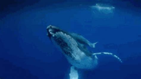 Whale Whale Sharks GIF - Whale Whale Sharks - Discover & Share GIFs